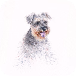 Ginger — DogDesigner